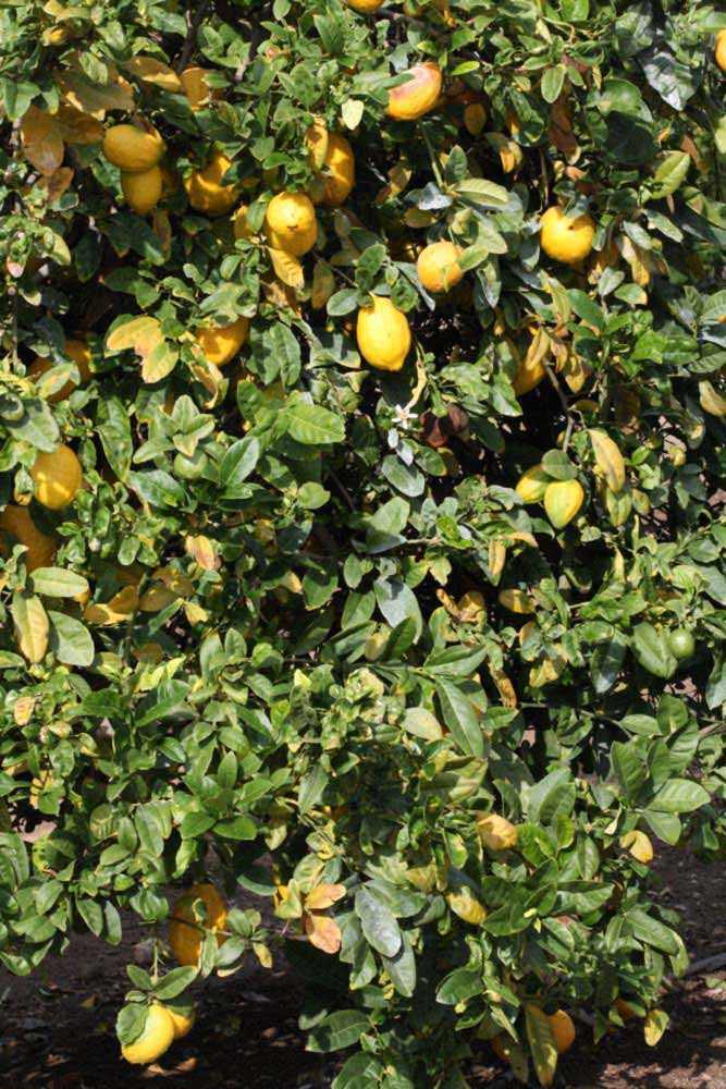              Habit (S-1, Riverside, CA)   